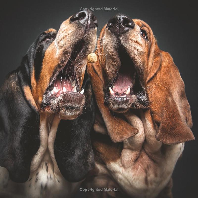 Treat Too!