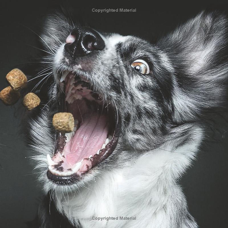 Treat Too!