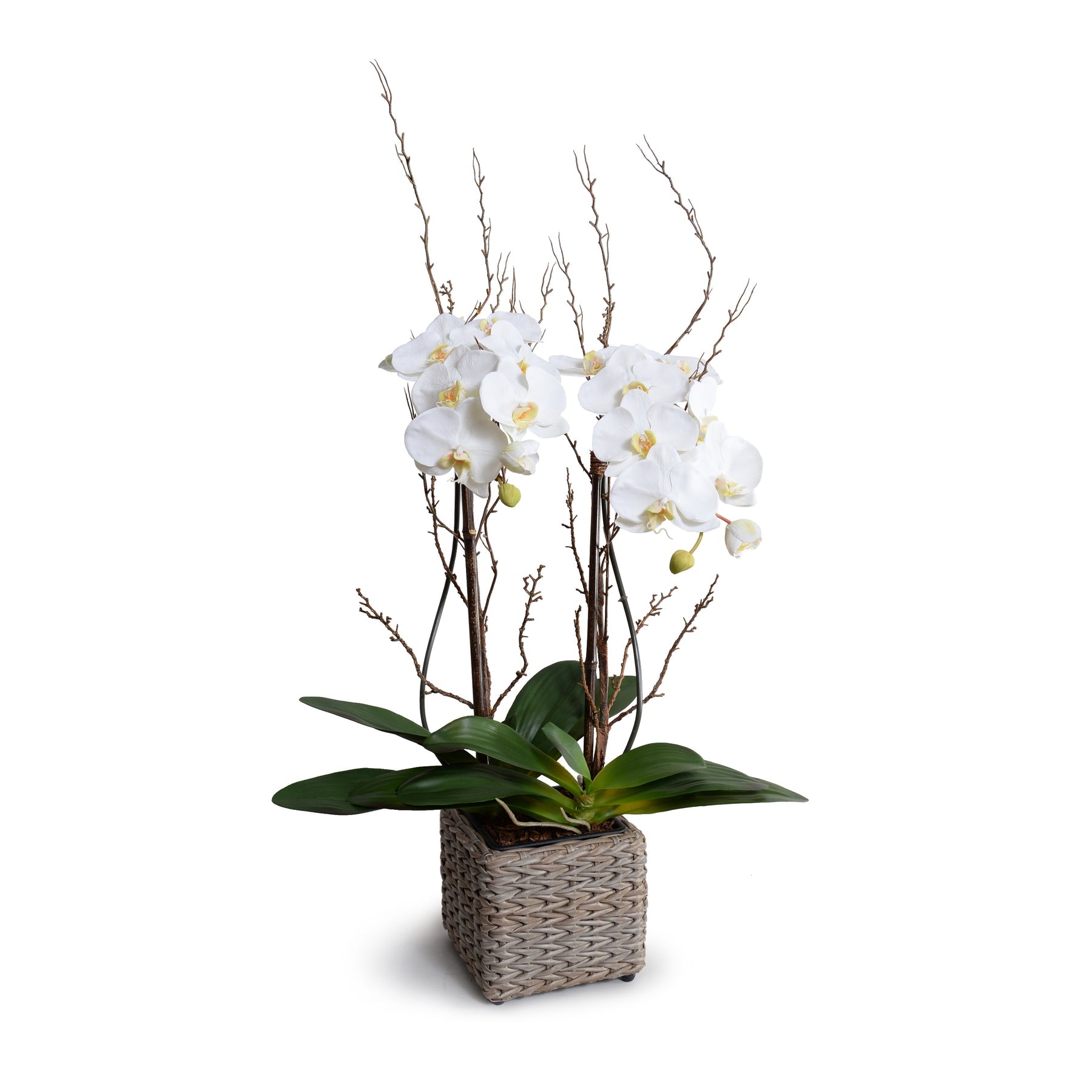 Phalaenopsis Orchid With Willow in Wicker Basket