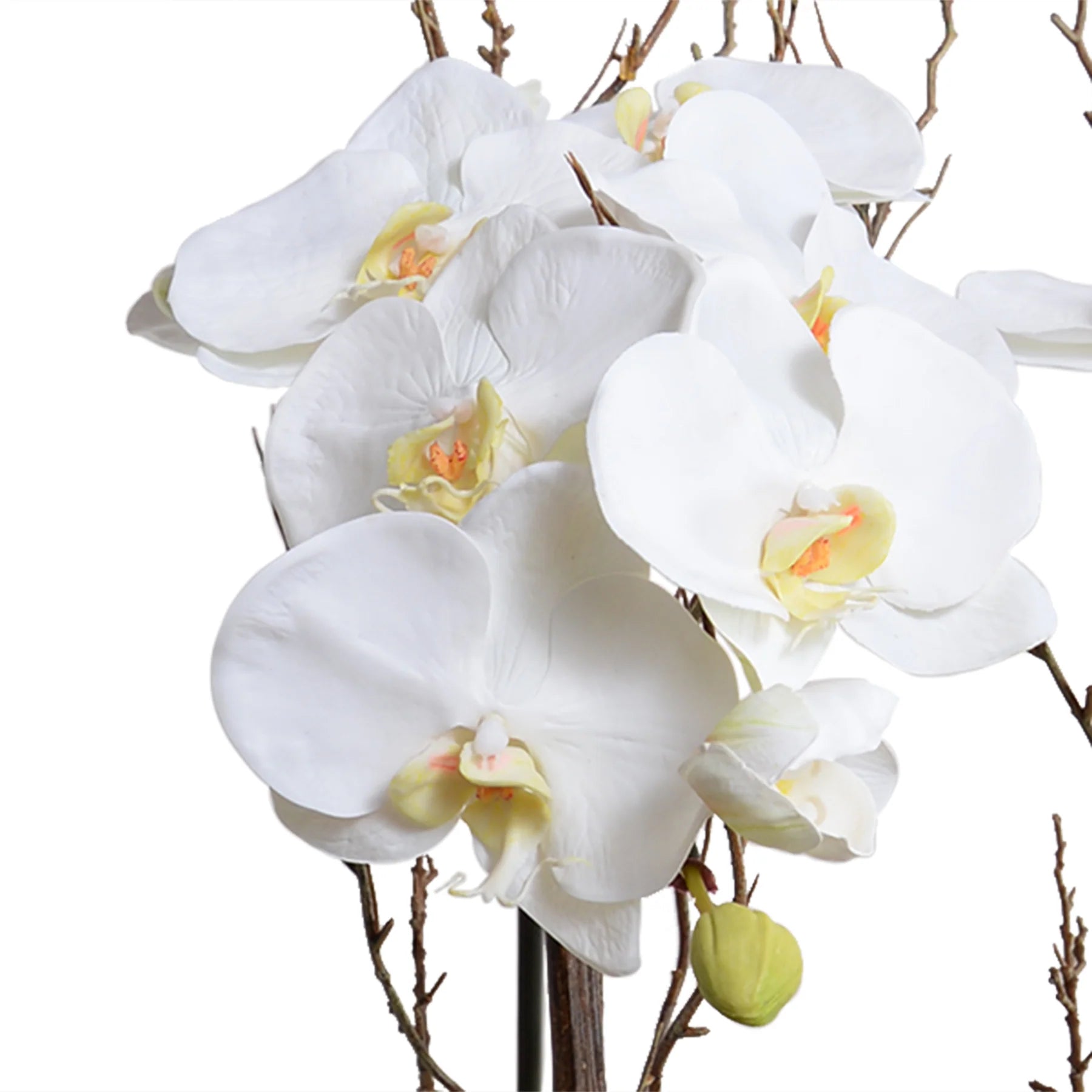 Phalaenopsis Orchid With Willow in Wicker Basket