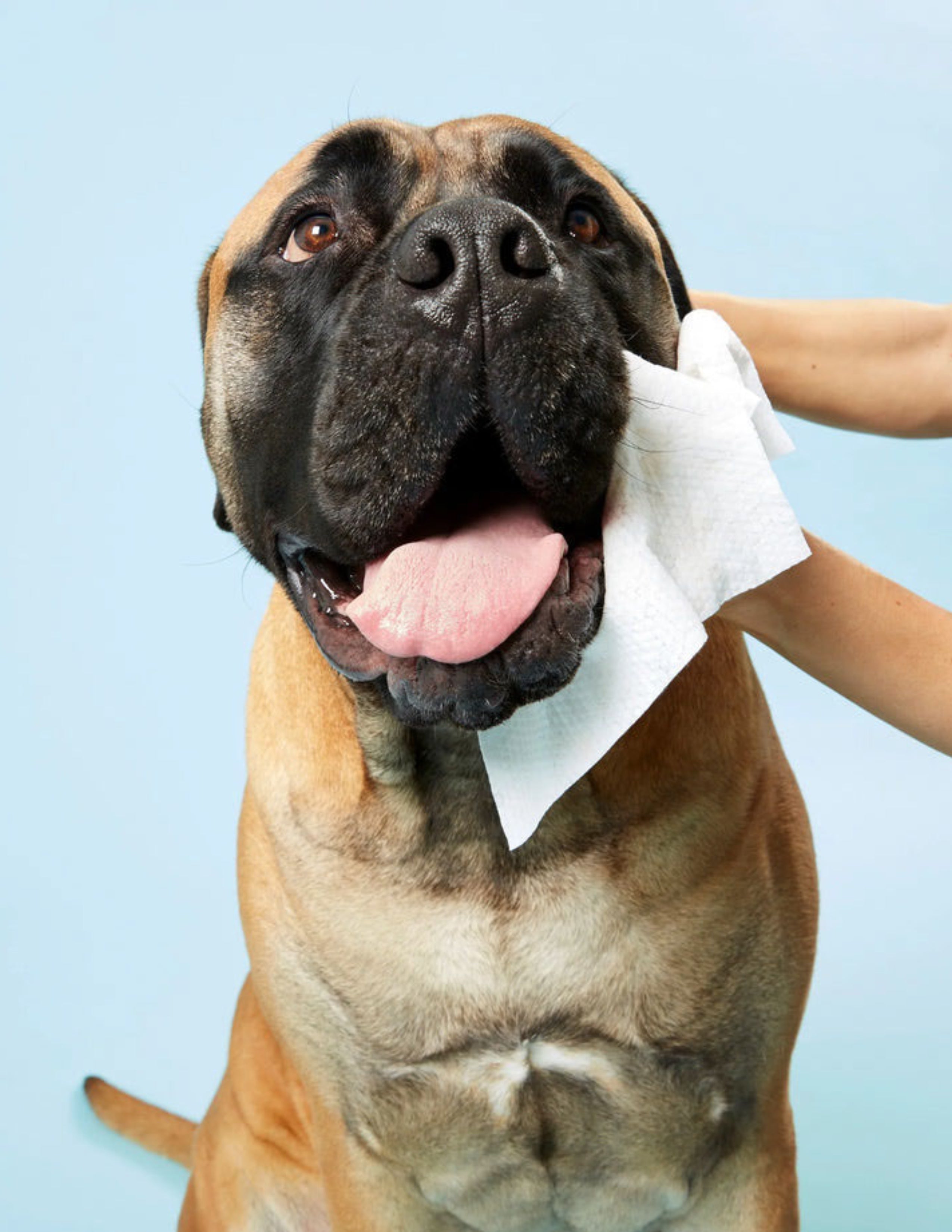 DOG Wipes