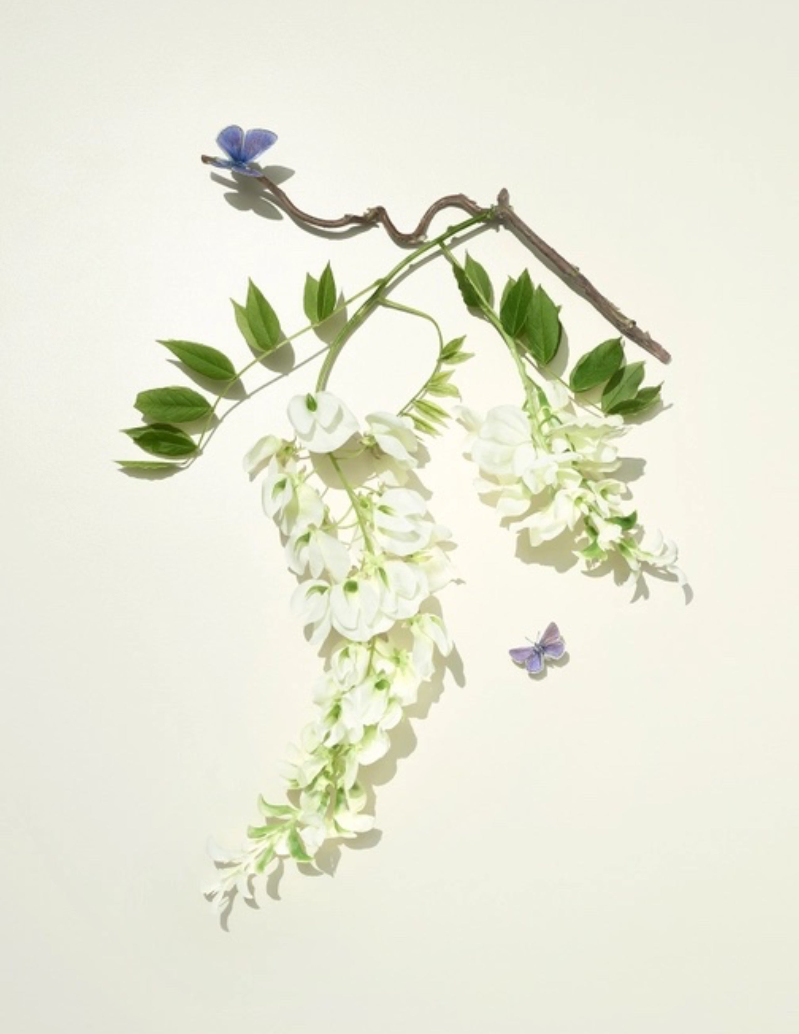 Garden Diffuser Set - Wisteria