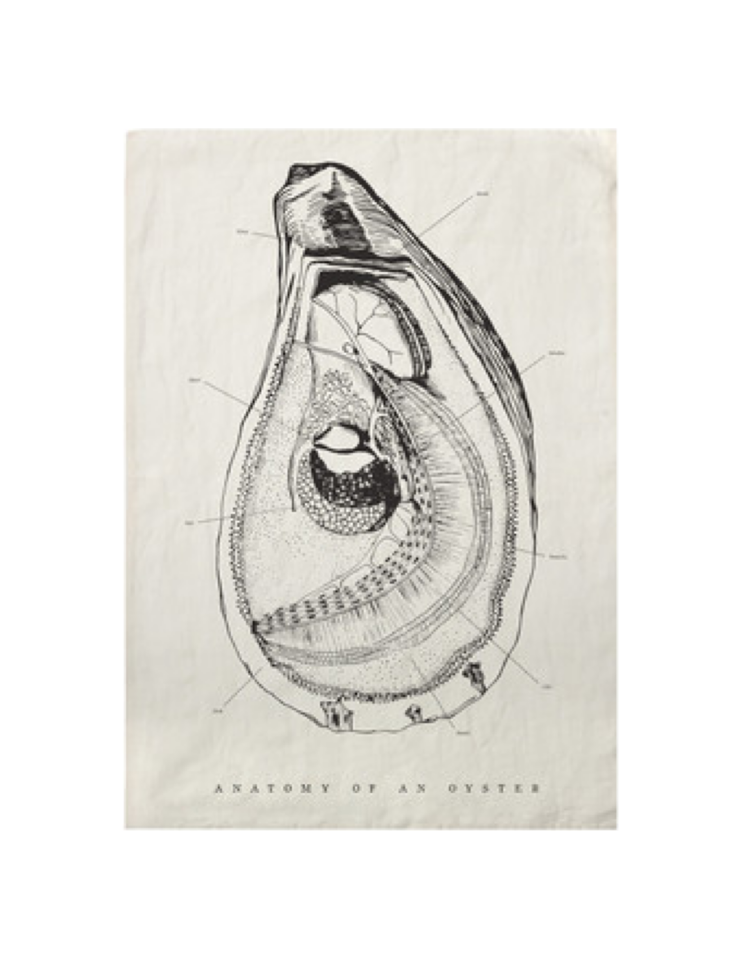 Oyster Anatomy Tea Towel