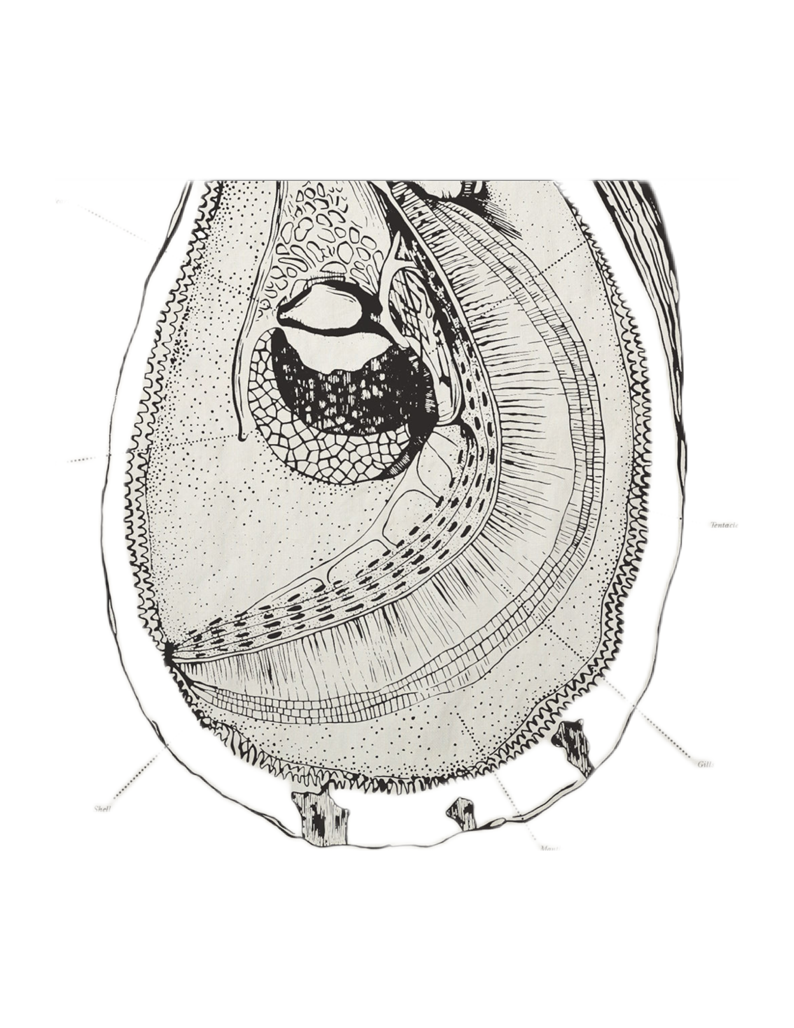 Oyster Anatomy Tea Towel