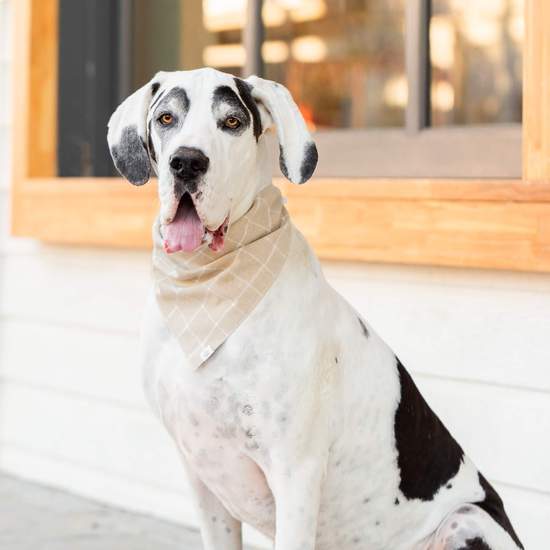 Flax Windowpane Check Dog Bandana