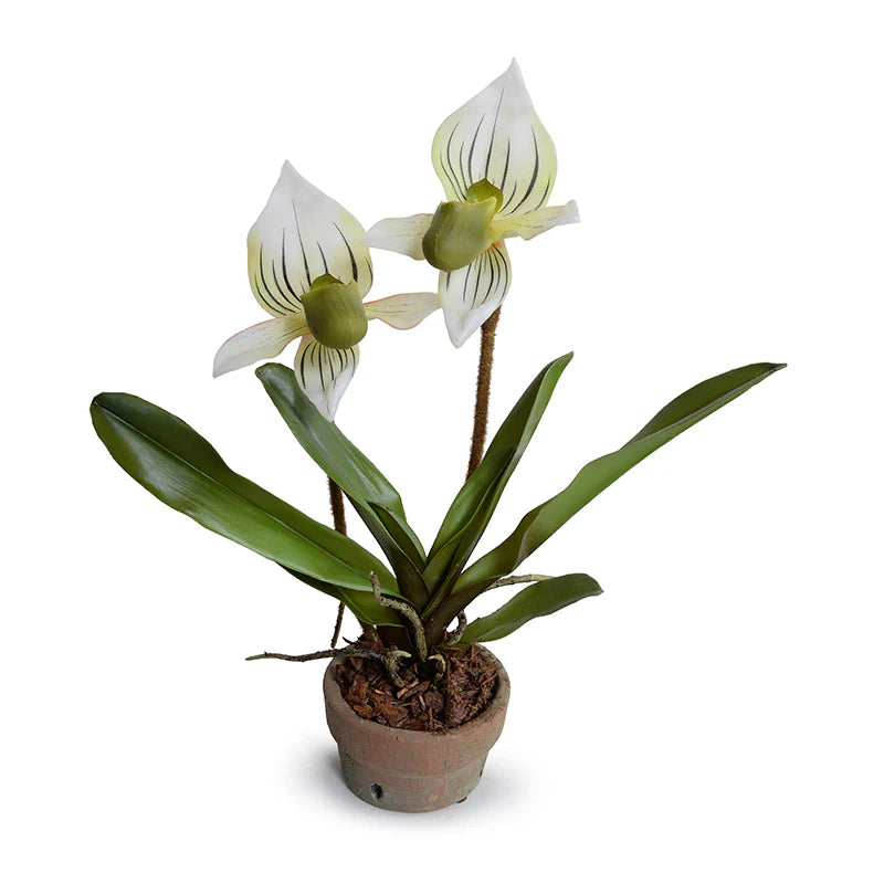 Lady's Slipper Orchid