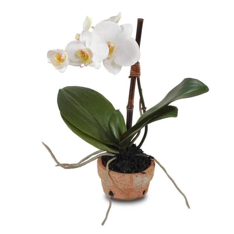 One Phalaenopsis Orchid in Terracotta Pot