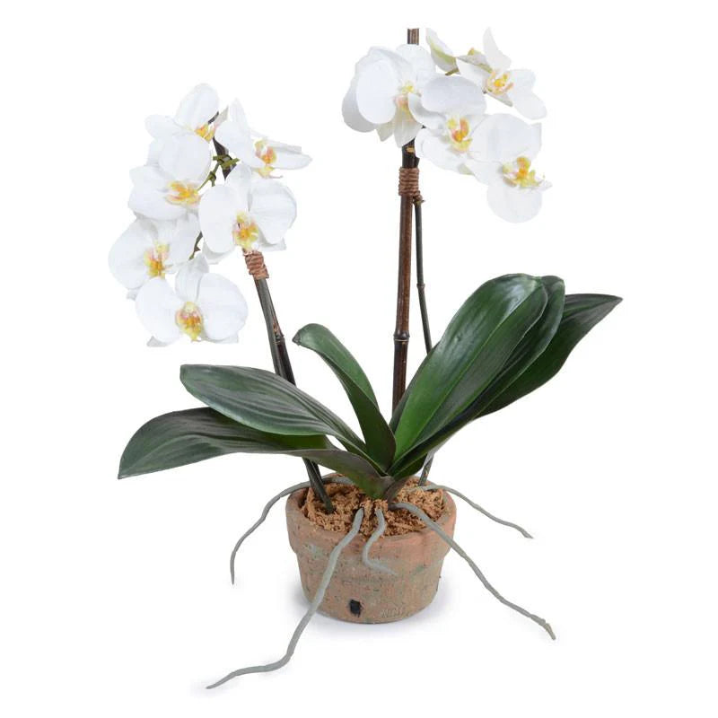 Two Phalaenopsis Orchid in Terracotta Pot