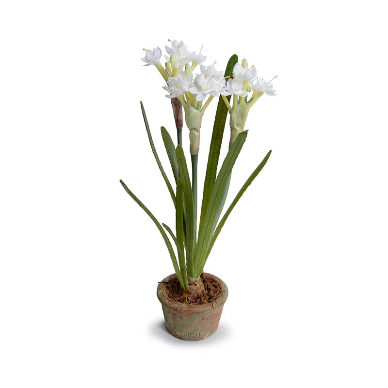 Paperwhite Narcissus Mini-Pot