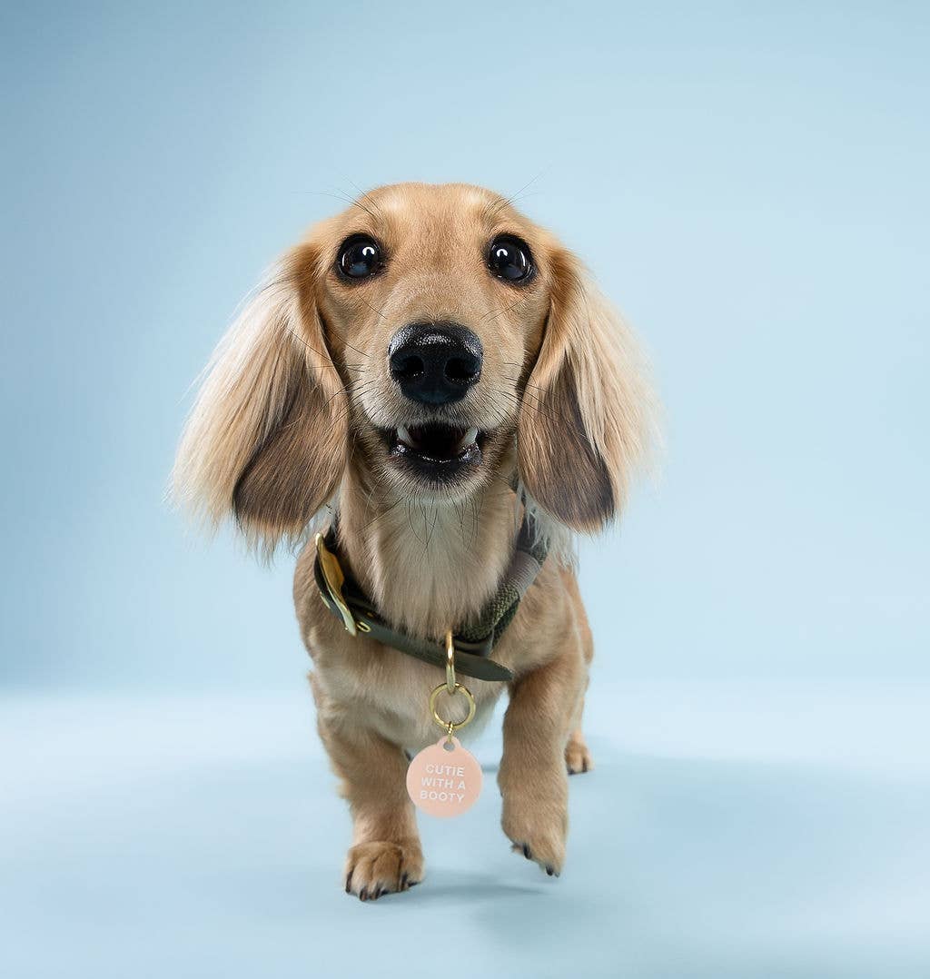 Freshwater Curated Goods™ - Cutie With A Booty Pet Tag
