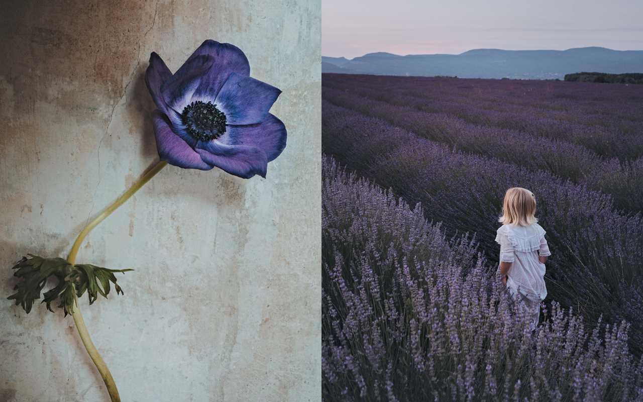 Simon & Schuster - Flowers of Provence by Jamie Beck: Hardcover; 304 pages / English