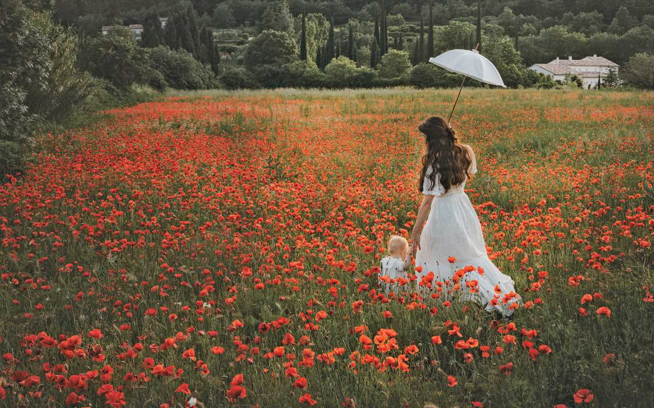 Simon & Schuster - Flowers of Provence by Jamie Beck: Hardcover; 304 pages / English