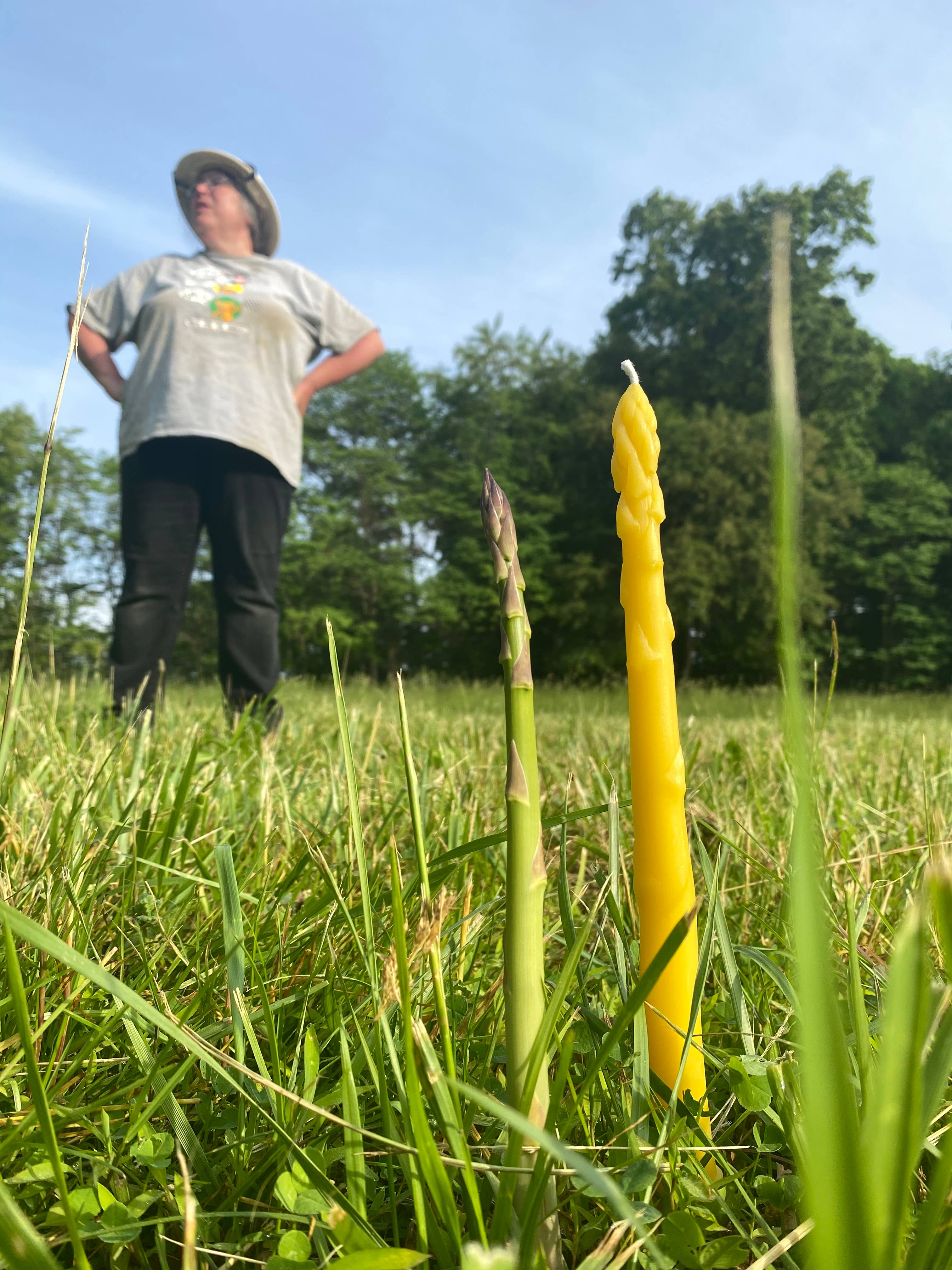 Asparagus Beeswax Taper Candle Pair