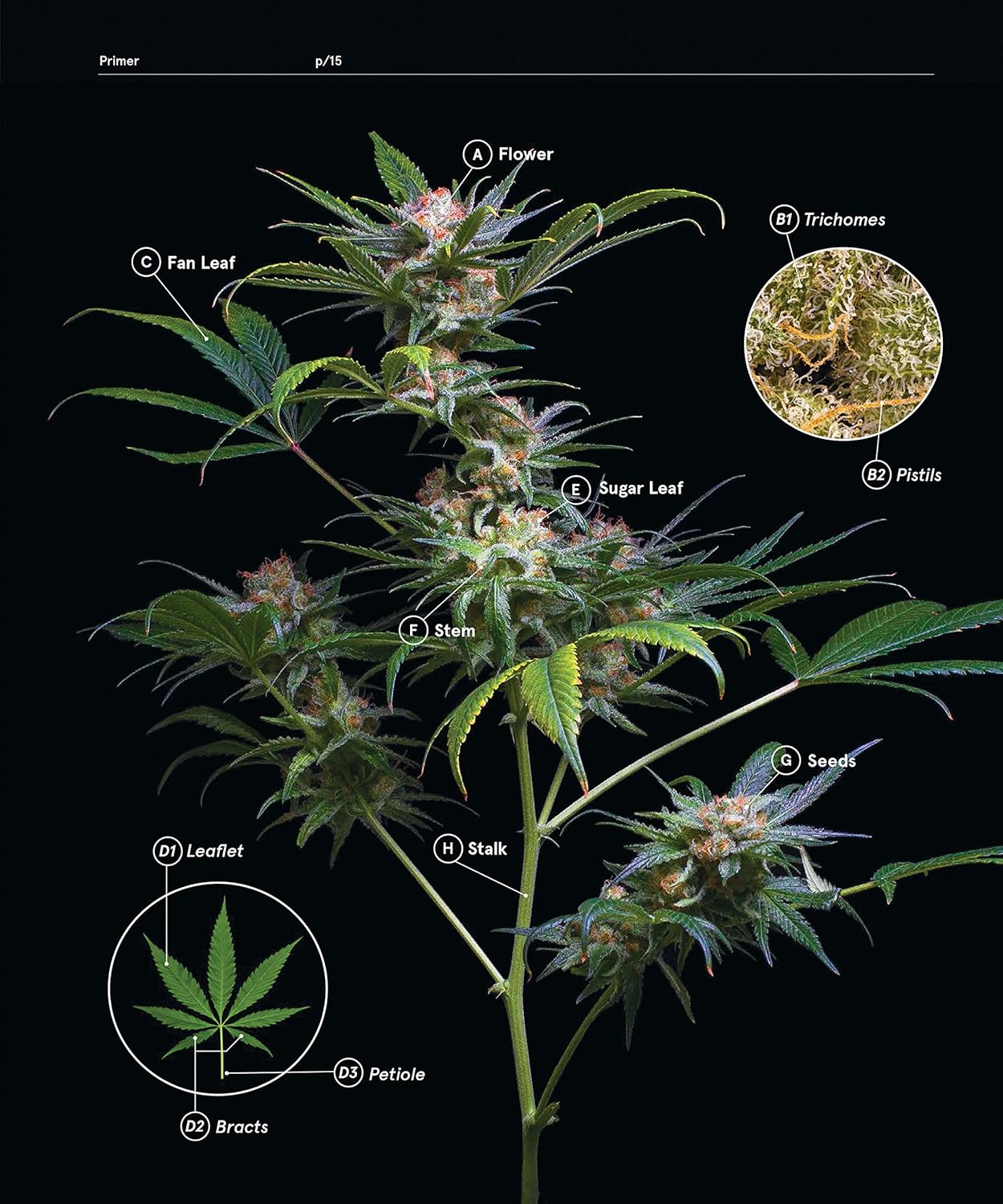 Green: A Field Guide to Marijuana