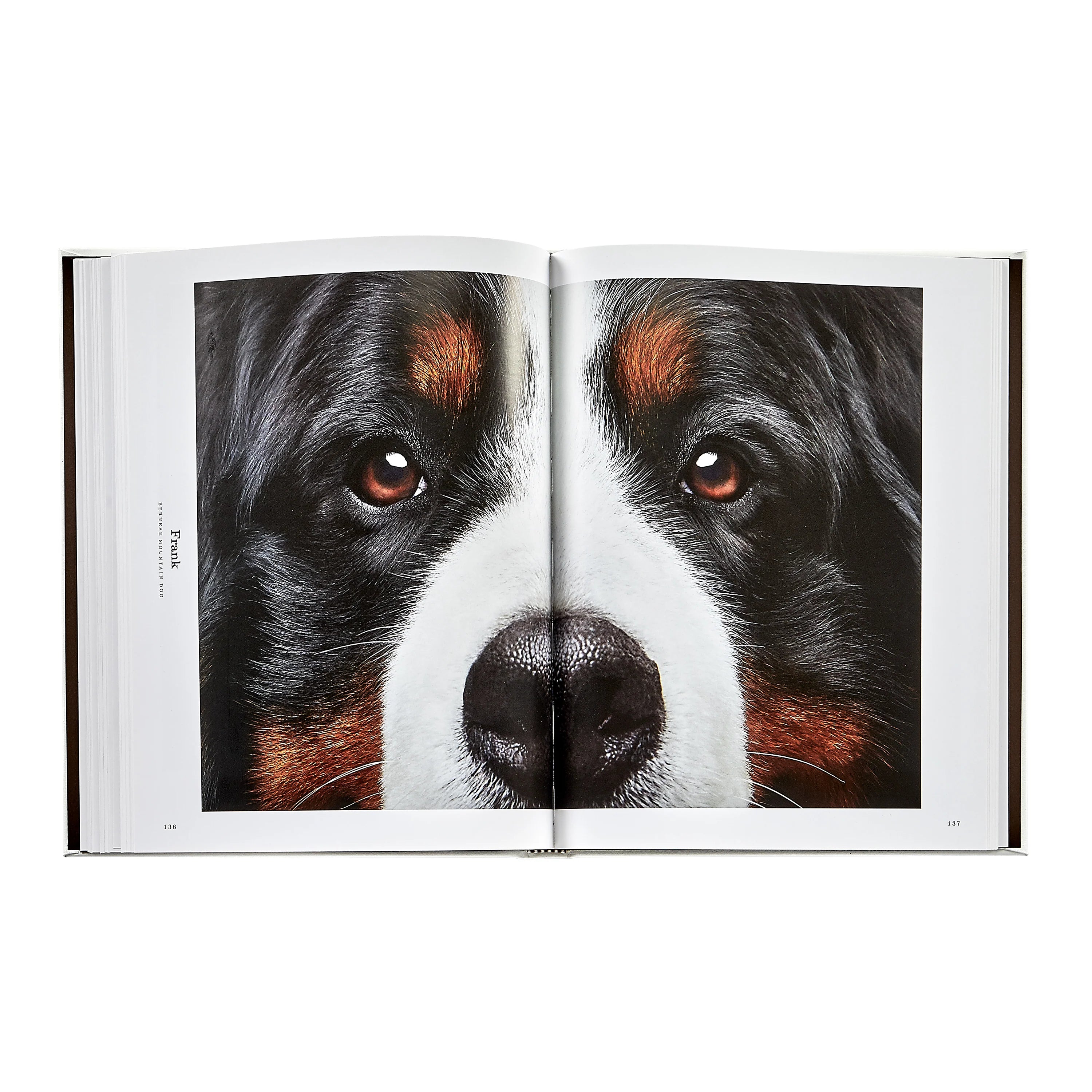 Good Dog: A Collection of Portraits