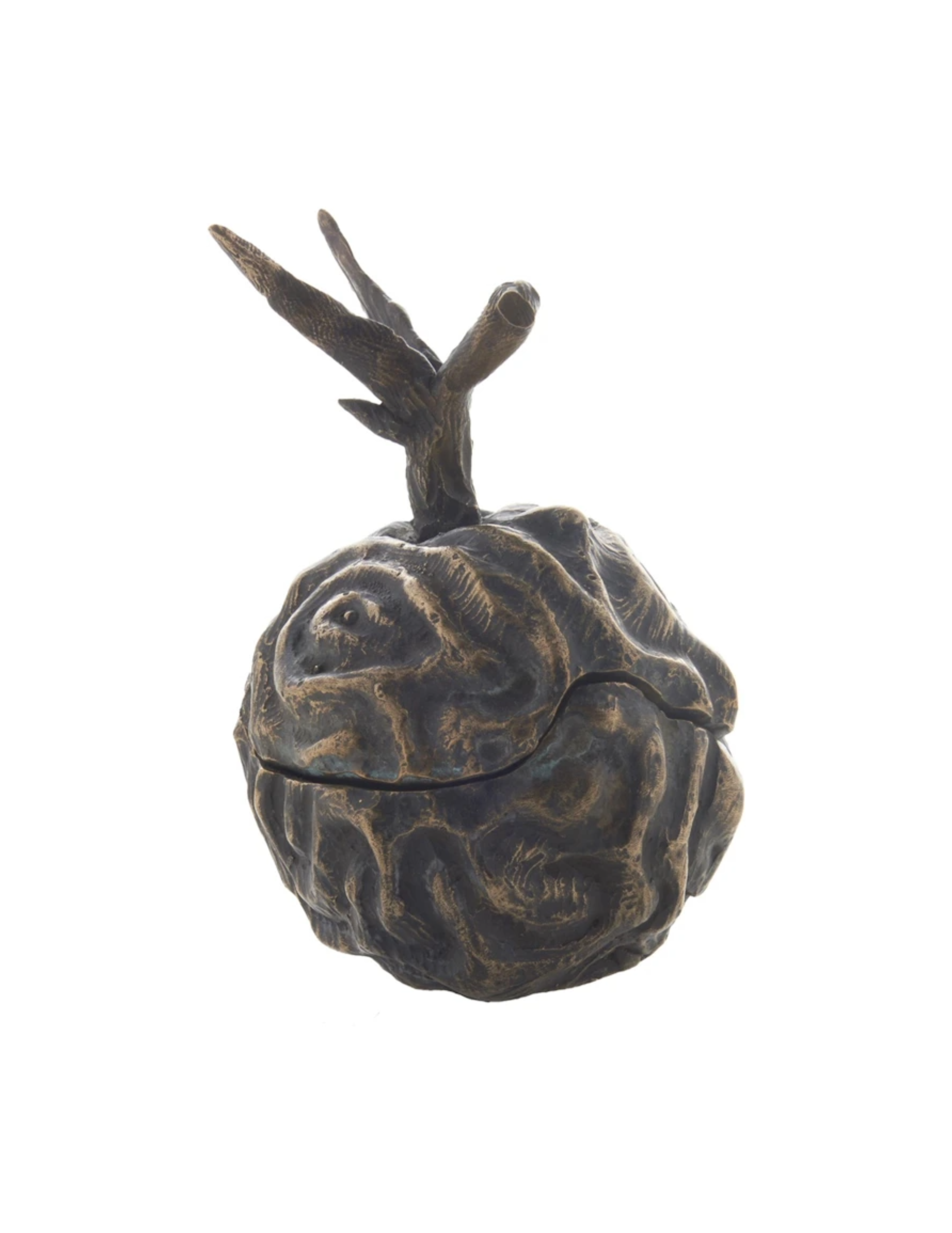 Bronze Brain Plum