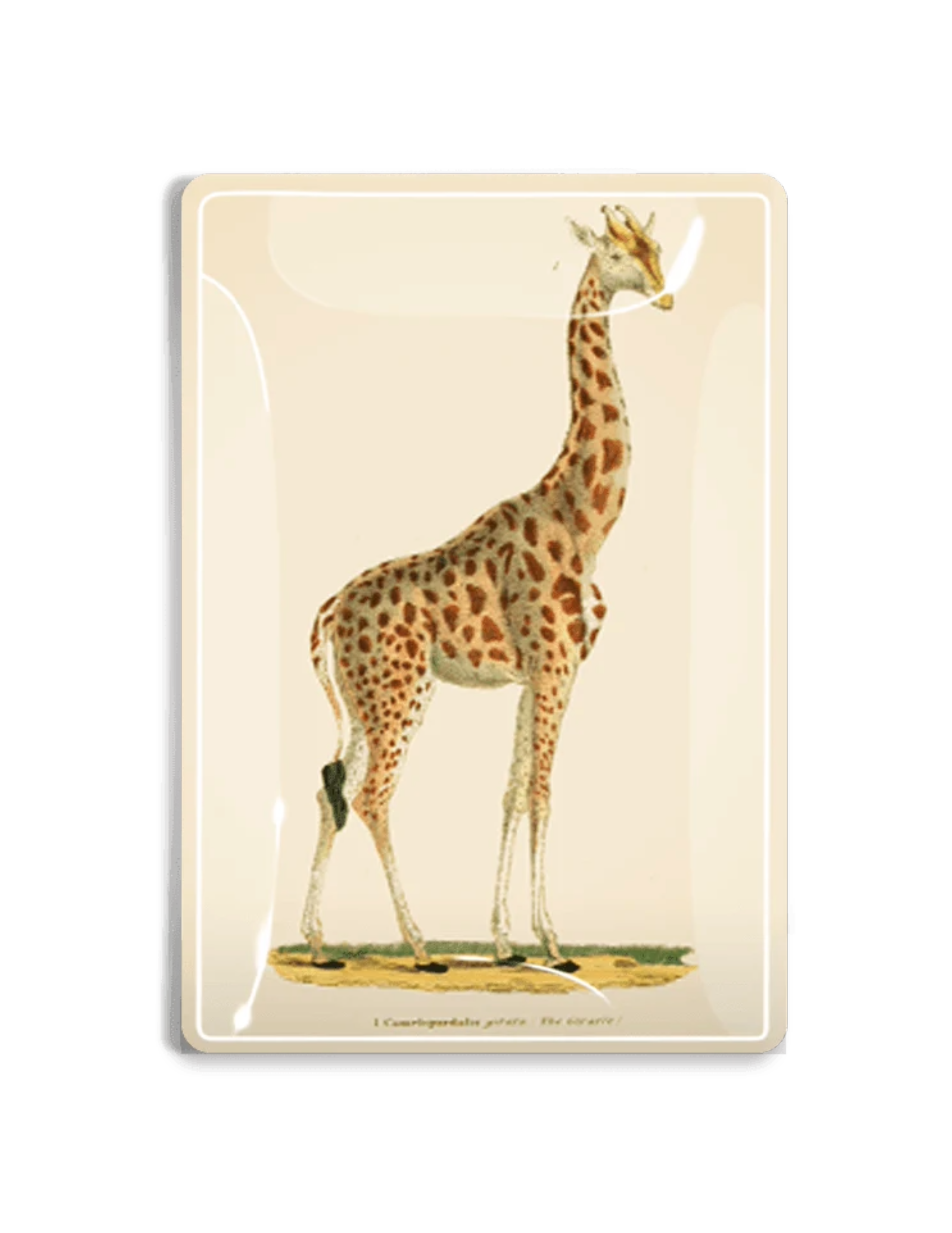 Giraffe "Geoffrey" Decoupage Glass Tray