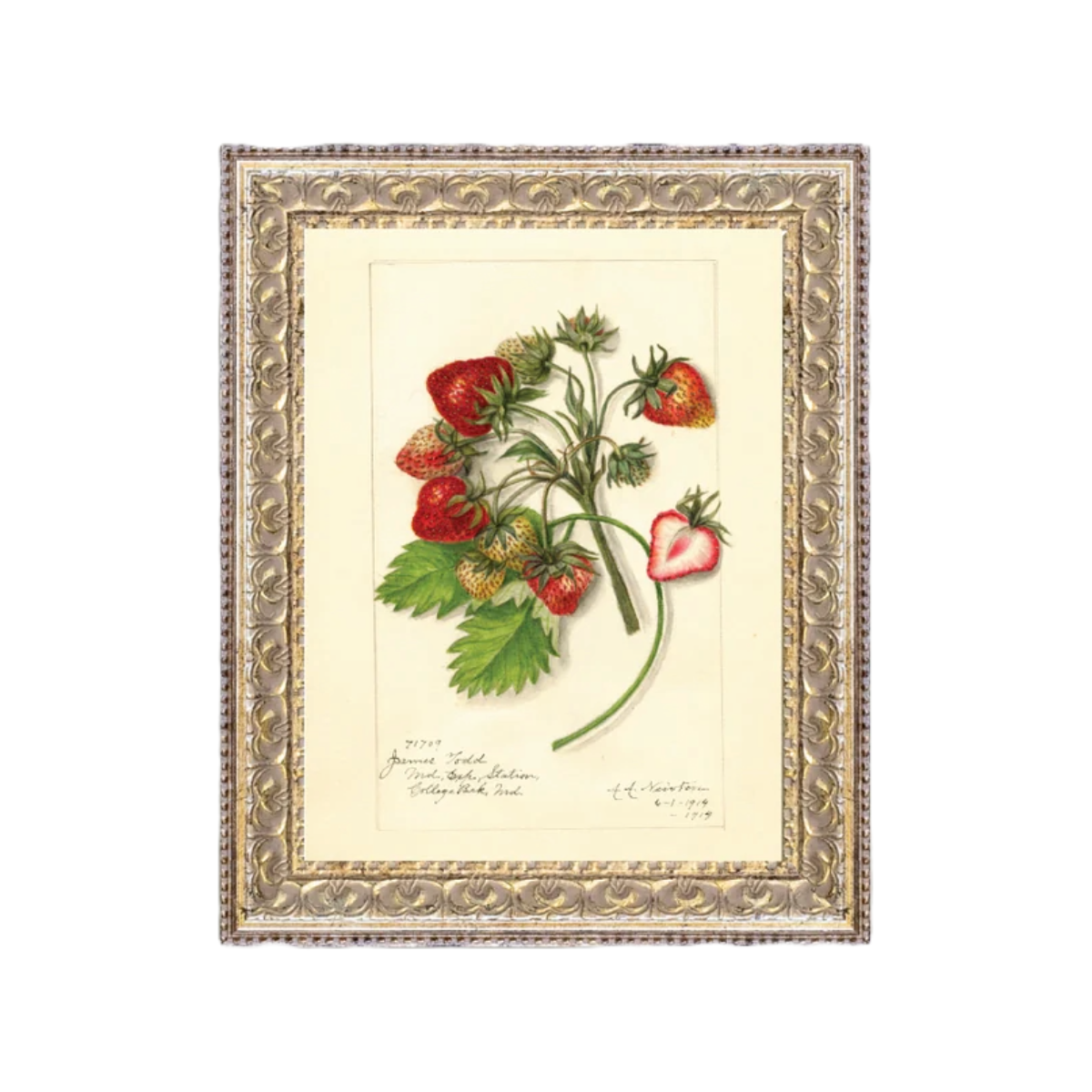 Study of Strawberries
