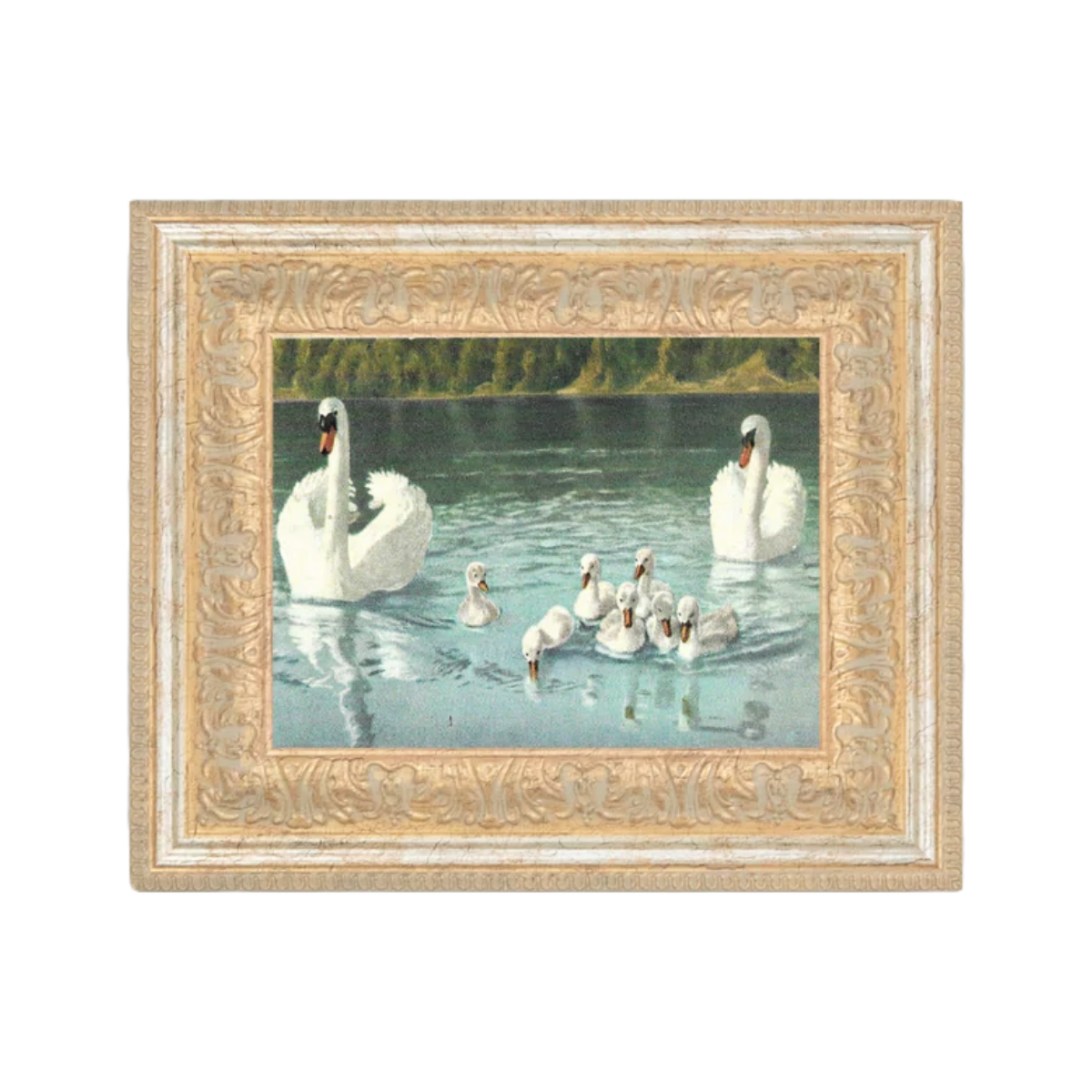 Swan Family