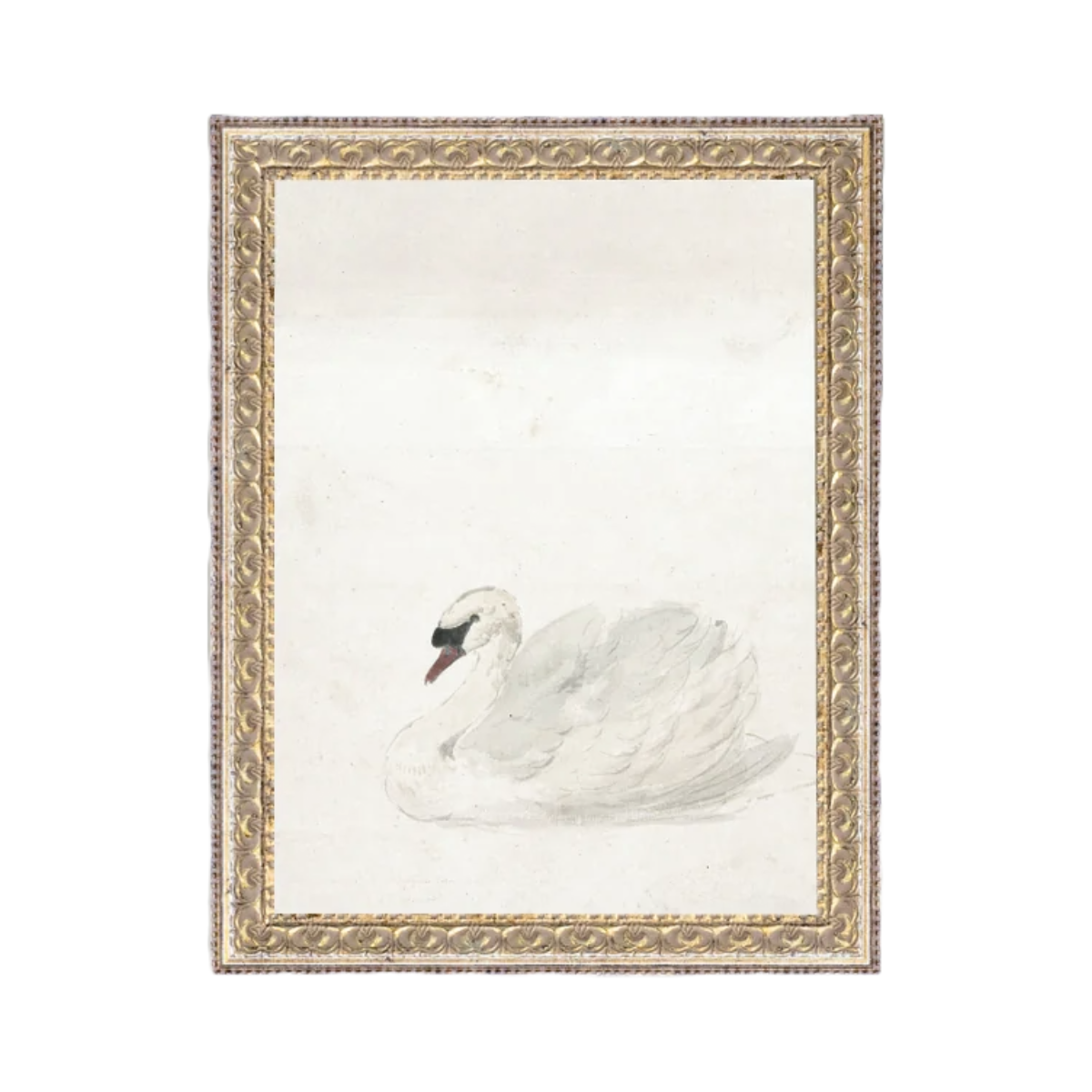 Swan