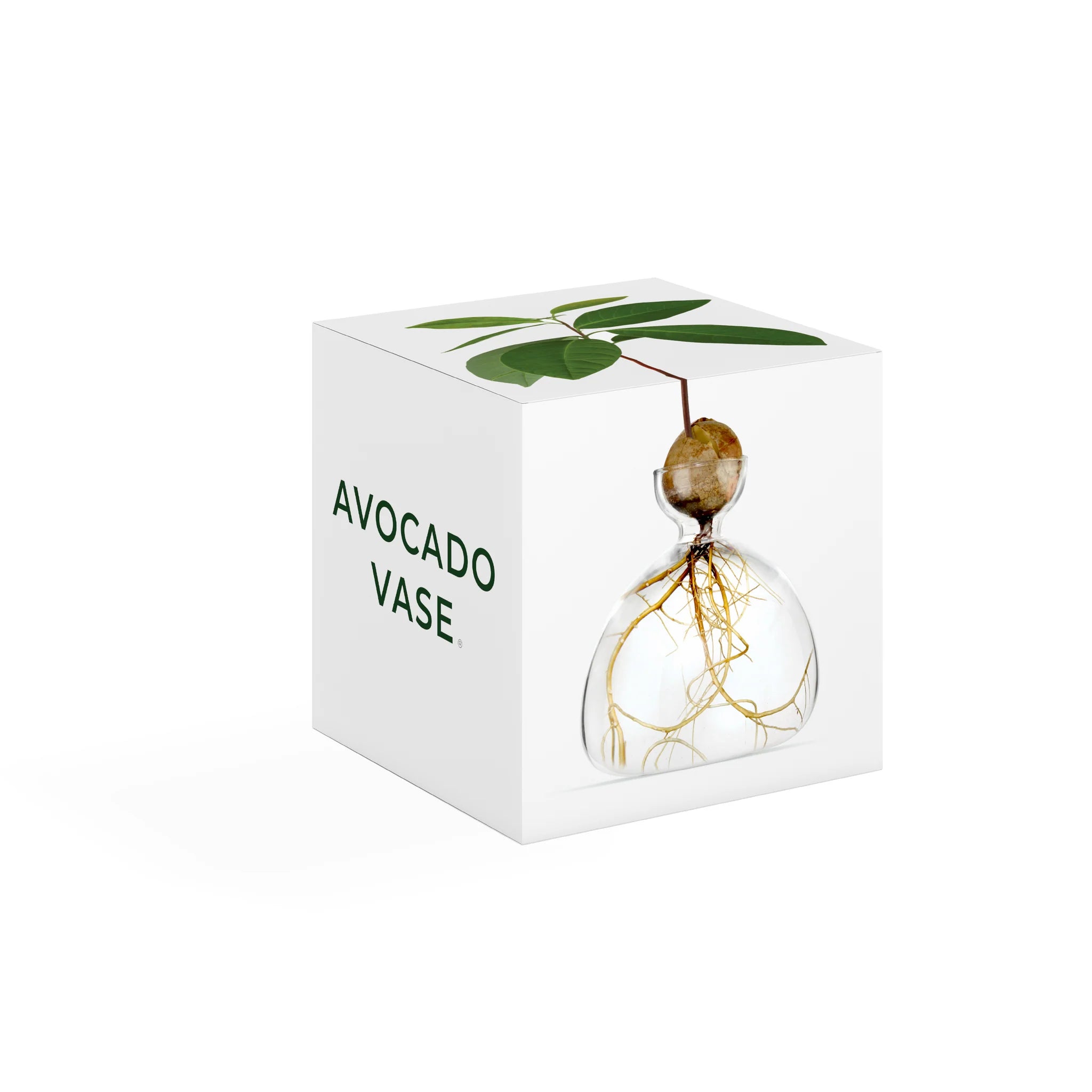 Avocado Vase - Clear