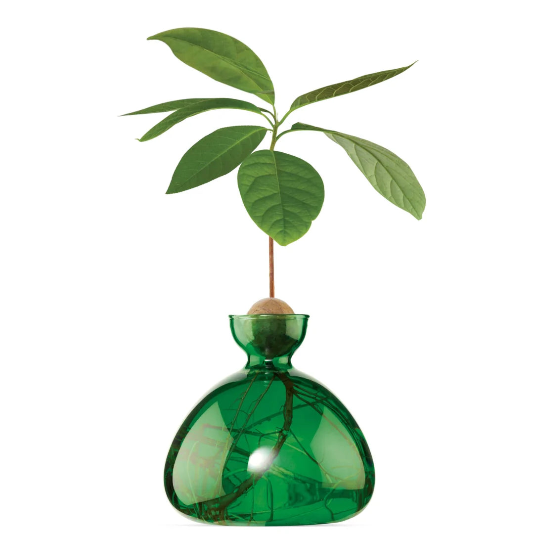 Avocado Vase - Emerald Green