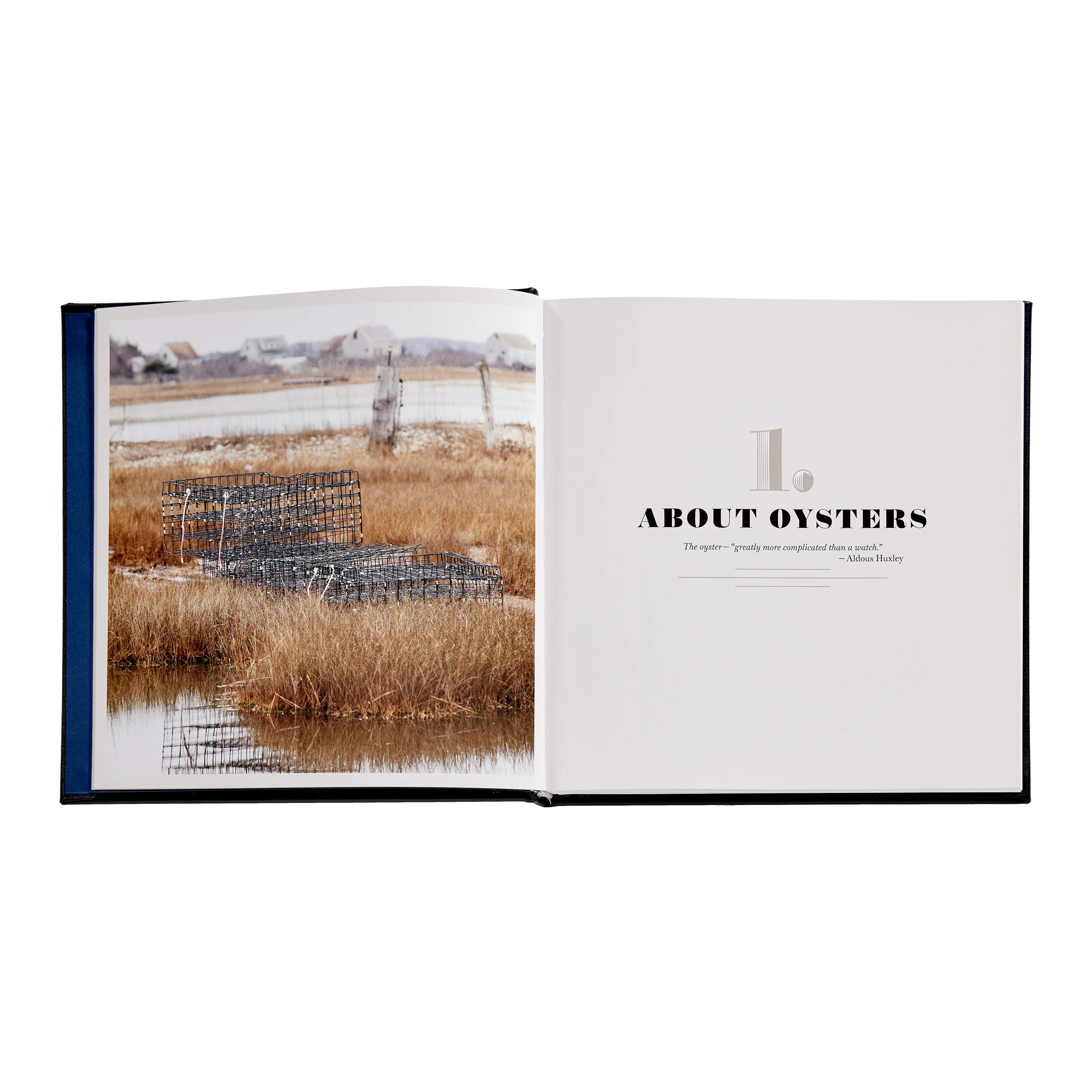Oysters - Navy Leather