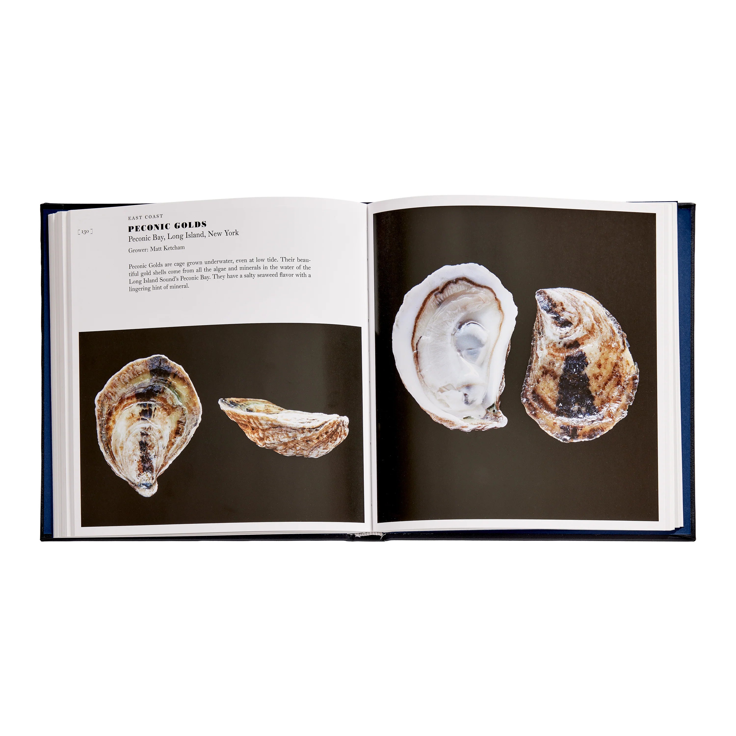 Oysters - Navy Leather