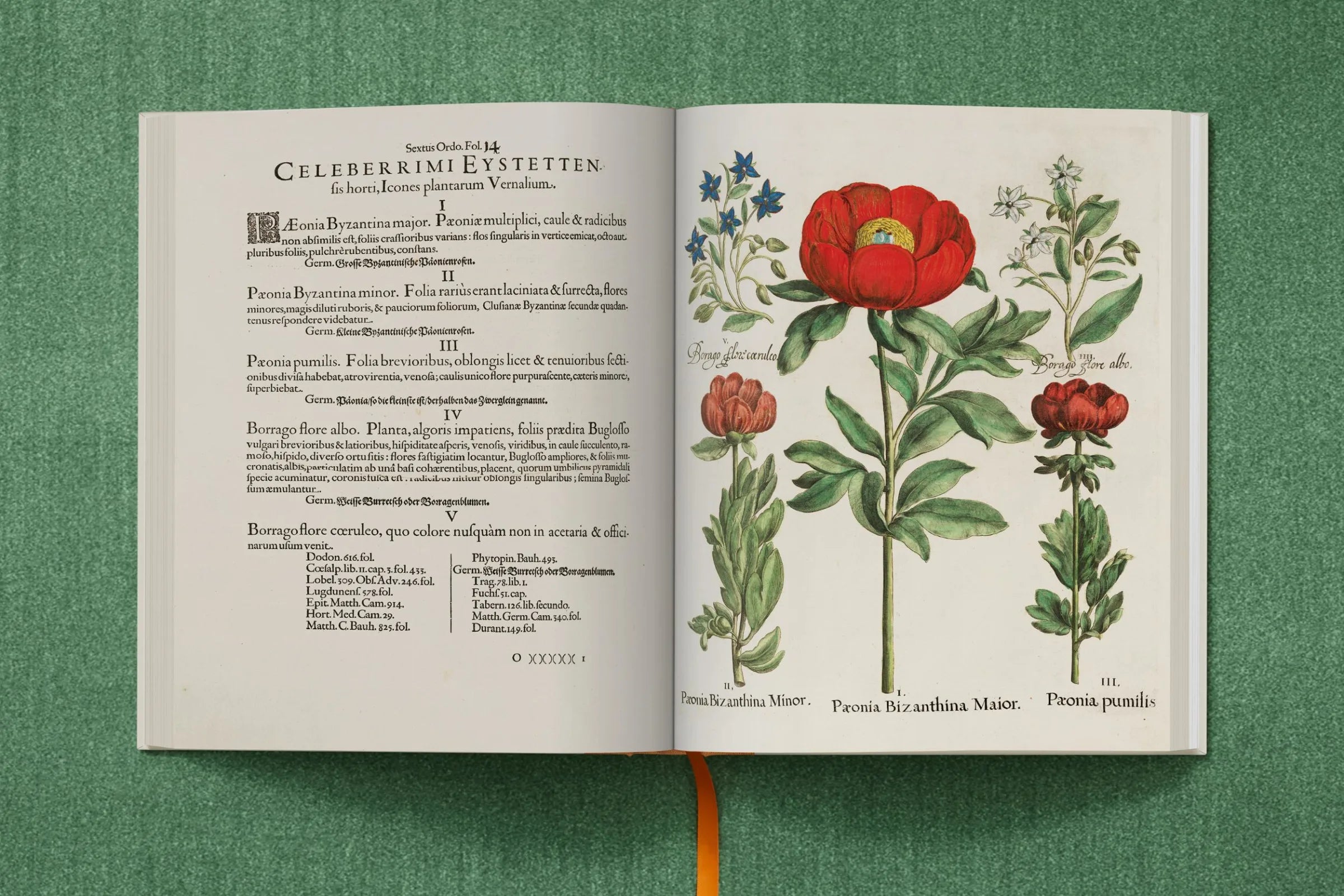 Basilius Besler. The Garden at Eichstätt