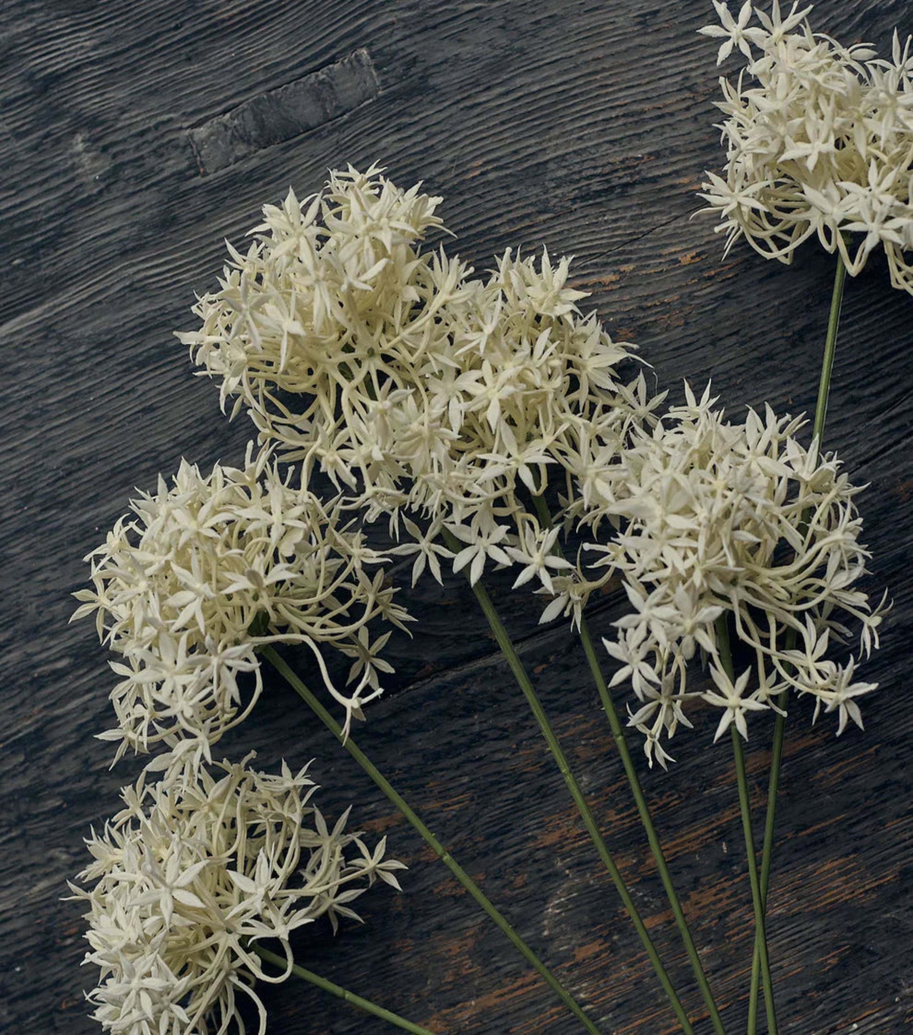 Artificial Allium Bunch - Cream